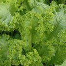 1200pcs Fresh Seeds Green Wave Mustard #TCHWB03