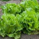 1000pcs Fresh Seeds Nevada Loose leaf Lettuce #TCHWB03