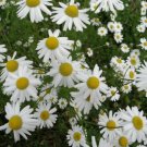 1000pcs Fresh Herb Seeds Chamomile #TCHWB03