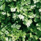 250pcs Fresh Seeds Dark Green Italian Parsley #TCHWB03