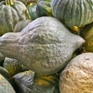 25pcs Fresh Seeds Green Hubbard Squash #TCHWB03