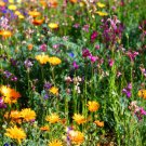 1000pcs Fresh Seeds North American Wildflower Mix
