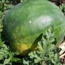 25pcs Fresh Seeds Florida Giant Watermelon #TCHWB03