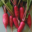250pcs Fresh Seeds Pink Summercicle Radish #TCHWB03