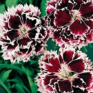 30pcs Fresh Seeds Dianthus Velvet N Lace #TCHWB03