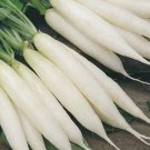 1200pcs Fresh Seeds White Icicle Radish #TCHWB03