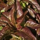 1200pcs Fresh Seeds Red Deer Tongue Lettuce #TCHWB03