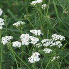 400pcs Fresh Seeds Herbs Yarrow #TCHWB03