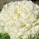 40pcs Fresh Seeds Ornamental Kale Kamome Mix #TCHWB03