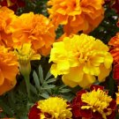 50pcs Fresh Seeds Hero Mix Marigold Flower #TCHWB03