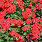 12pcs Fresh Seeds Pinto Deep Red Geranium #TCHWB03