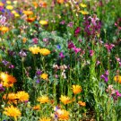 1000pcs Fresh Seeds Partial Shade Wildflower Mix #TCHWB03