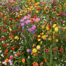 1000pcs Fresh Seeds Butterfly Wildflower Mixture #TCHWB03