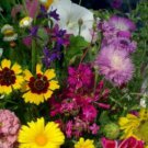 1000pcs Fresh Seeds Annual Cutflower Mixture #TCHWB03