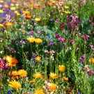 1000pcs Fresh Seeds Hummingbird Wildflower Mix #TCHWB03