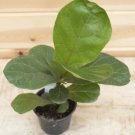 1 Live Plant Fiddle Leaf Fig Ficus Lyrata in a 3" pot #CBFL10