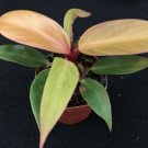 1 House Plant Philodendron 'Prince of Orange' in a 2.5" Pot #CBFL10