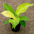 1 Live Houseplant Philodendron 'Moon Light' in a 2.5" Pot
