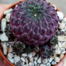 1 Rare Cactus Sulcorebutia Rauschii f. Violacidermis in a 2" Pot #CBFL10