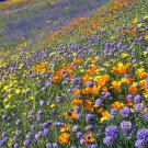 1000pcs Fresh Seeds North American Wildflower Mix #TCHWB03