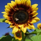 50pcs Fresh Seeds Pro Cut Bicolor Sunflower #TCHWB03