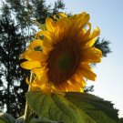 30pcs Fresh Seeds Monster Sunflower #TCHWB03