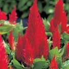 40pcs Fresh Seeds Castle Series Scarlet Celosia #TCHWB03
