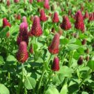 200pcs Fresh Seeds Crimson Clover #TCHWB03