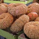25pcs Fresh Seeds Galeux D'Eysines Squash #TCHWB03