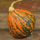 25pcs Fresh Seeds Lakota Squash #TCHWB03