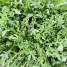 800pcs Fresh Seeds Arugula Wild #TCHWB03