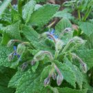 500pcs Fresh Seeds Herb Borage #TCHWB03