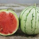 25pcs Fresh Seeds Dixie Queen Watermelon #TCHWB03