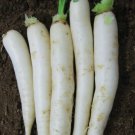 600pcs Fresh Seeds Japanese Minowase Radish #TCHWB03