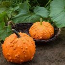 25pcs Fresh Seeds Sanchez Pumpkin #TCHWB03