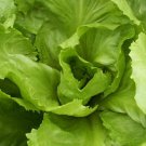 2000pcs Fresh Seeds Batavian Full Heart Endive #TCHWB03