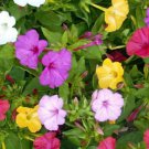 40pcs Fresh Seeds Four O'Clock Marvel of Peru #TCHWB03