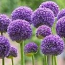 5 Bulbs - Purple Sensation Allium #CDYB2