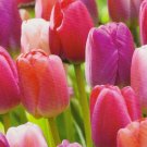10 Mix Bulb - Graceful Pride Tulip #CDYB2