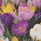 12 Bulbs - Mix Admirable Cocus #CDYB2