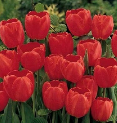 6 Fresh Bulbs - Red Impression Tulips #CDYB2
