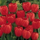 6 Fresh Bulbs - Red Impression Tulips #CDYB2