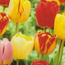10 Fresh Bulbs - Mixed Darwin Hybrid Tulip #CDYB2