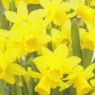10 Fresh Bulbs - Elegant Yellow Daffodil #CDYB2