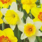 10 Fresh Bulbs - Excellent Mixed Daffodil #CDYB2