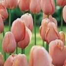 6 Fresh Bulbs - Wonderful Tulip #CDYB2