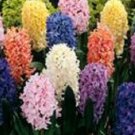 3 Fresh Bulbs - Very Cute Mixed Hyacinth #CDYB2