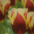 6 Fresh Bulbs - Very Lovely Gavota Tulips #CDYB2