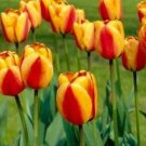 6 Fresh Bulbs - Apeldoorn Elite Tulip #CDYB2