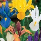 12 Fresh Bulbs - Very Prertty Dutch Iris #CDYB2